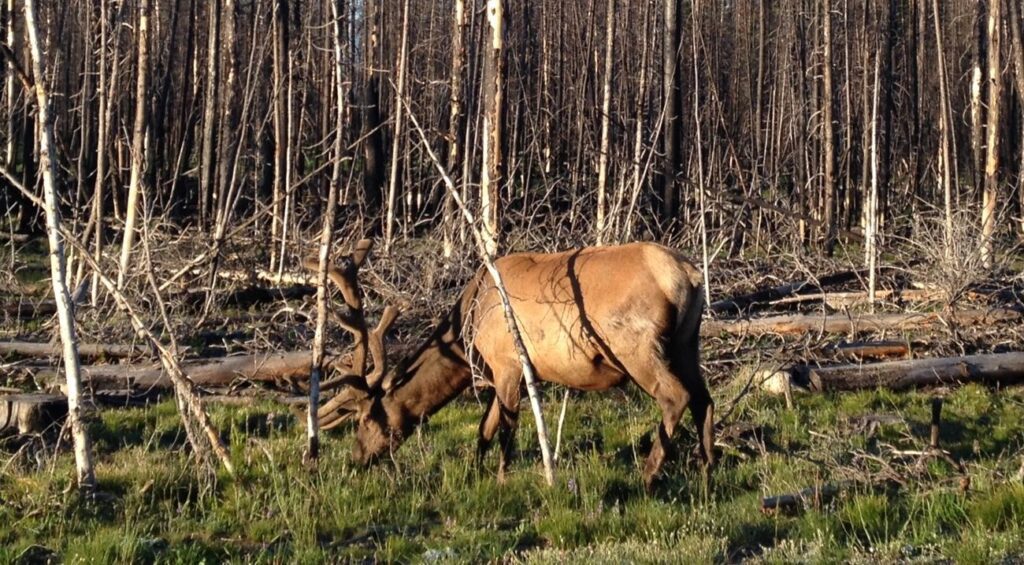 A grazing deer