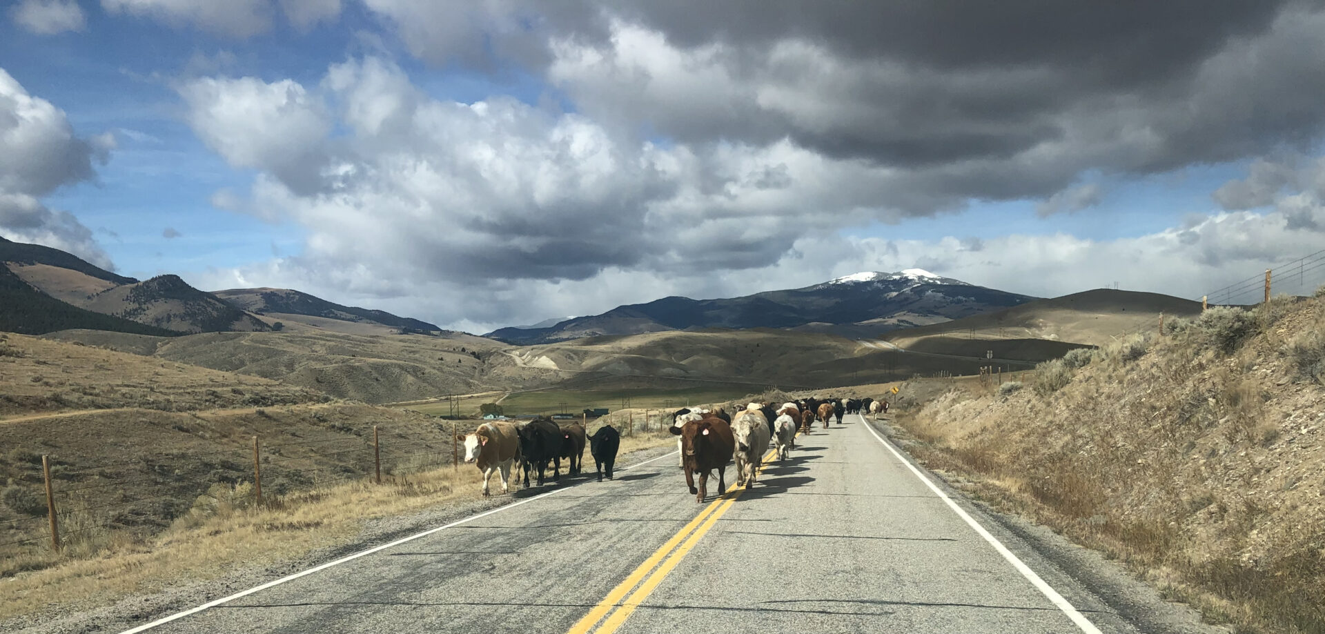 Cows walking on a road
