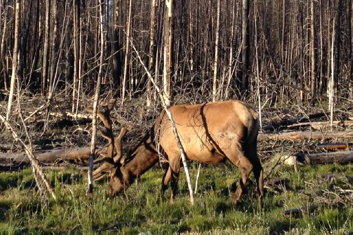 Elk Hunting in the Pintlers